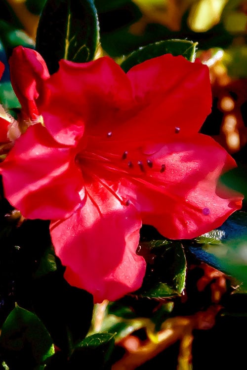  Perfecto Mundo Red Reblooming Azalea - 3 Gallon Pot