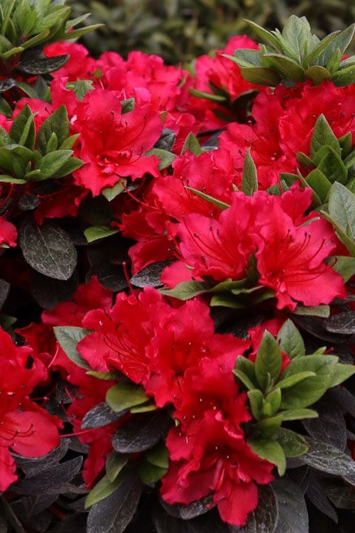  Perfecto Mundo Red Reblooming Azalea - 2 Gallon Pot