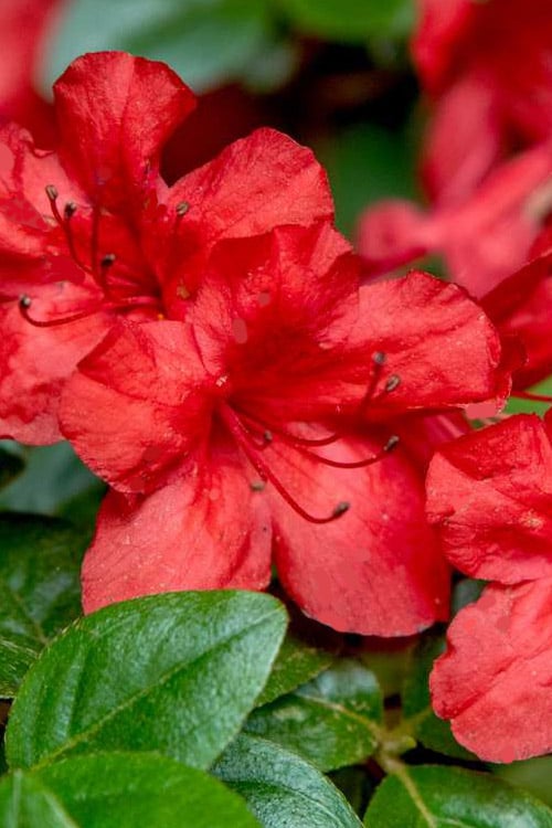  Stewartstonian Azalea - 1 Gallon Pot 