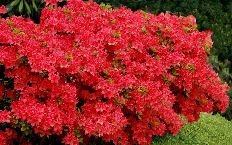  Stewartstonian Azalea - 1 Gallon Pot 