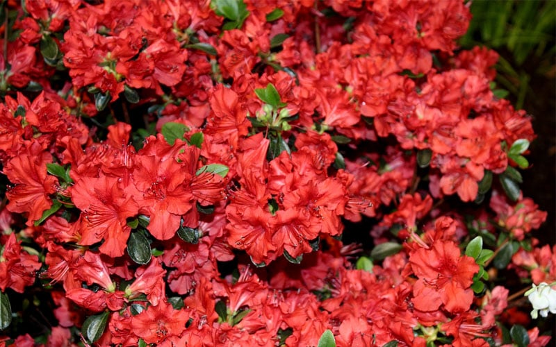  Stewartstonian Azalea - 1 Gallon Pot 