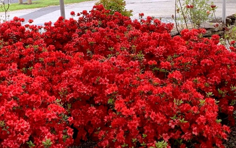  Stewartstonian Azalea - 1 Gallon Pot 