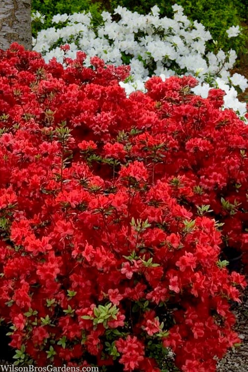  Stewartstonian Azalea - 1 Gallon Pot 