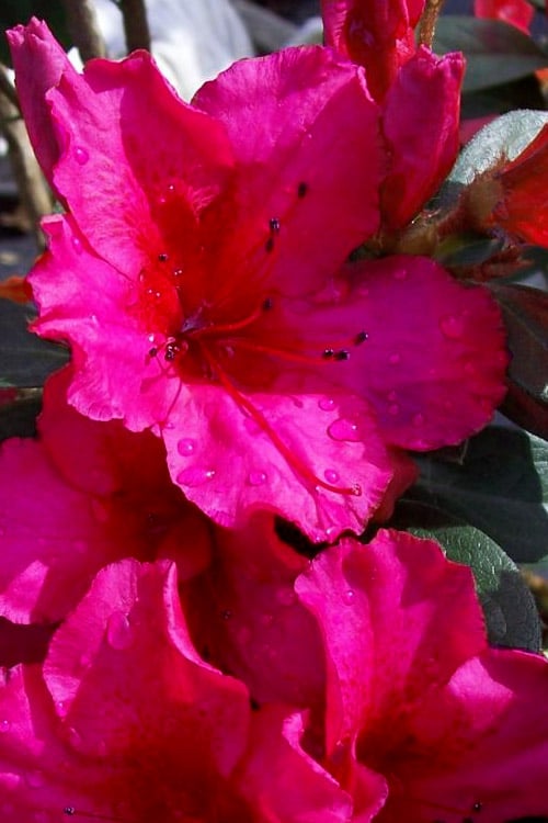  Temple Alexandra Aromi Evergreen Azalea - 1 Gallon Pot
