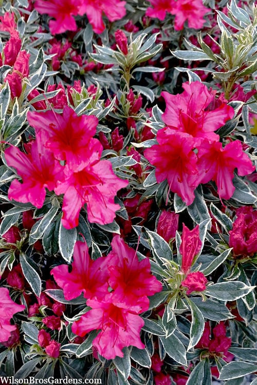  The Robe Azalea - 3 Gallon Pot