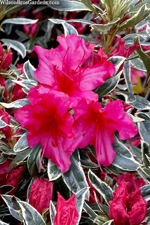  The Robe Azalea - 3 Gallon Pot