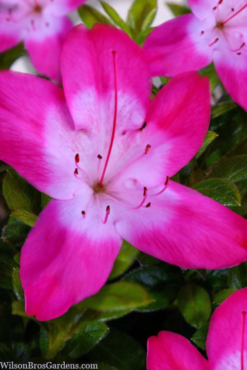  Vibrant Azalea (Harris Hybrid) - 3 Gallon Pot 