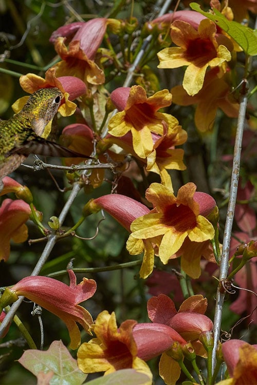  Crossvine (Bignonia Capreolata) - 3 Gallon Pot
