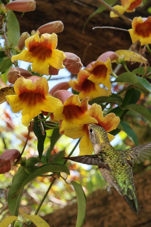  Crossvine (Bignonia Capreolata) - 3 Gallon Pot
