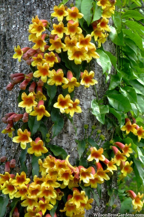  Crossvine (Bignonia Capreolata) - 3 Gallon Pot