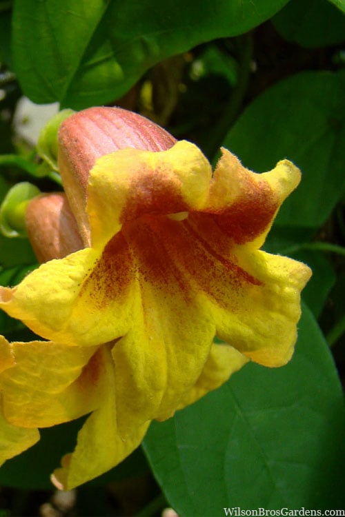  Crossvine (Bignonia Capreolata) - 3 Gallon Pot