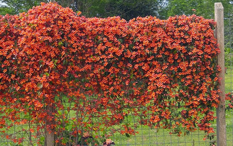  Tangerine Beauty Crossvine Bignonia - 1 Gallon Pot