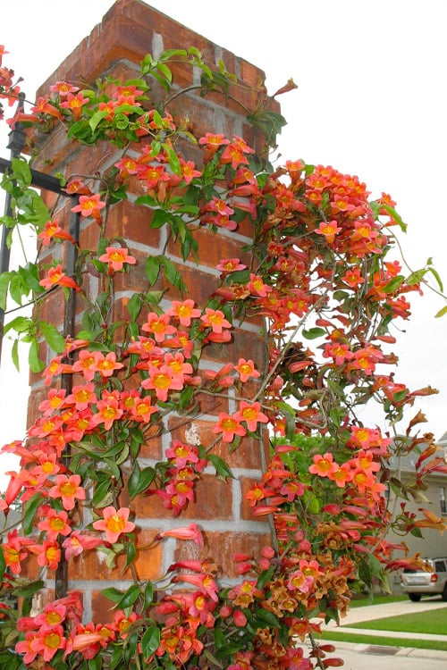  Tangerine Beauty Crossvine Bignonia - 1 Gallon Pot