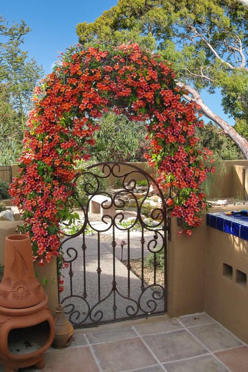  Tangerine Beauty Crossvine Bignonia - 1 Gallon Pot
