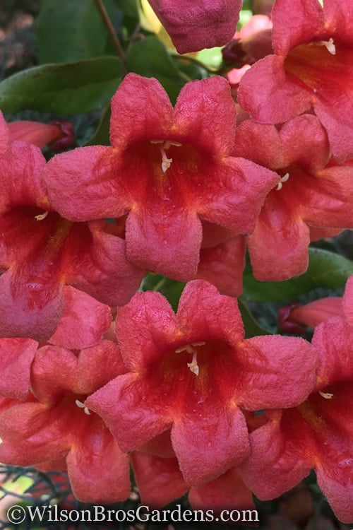  Shalimar Red Crossvine - Bignonia Capreolata - 3 Gallon Pot