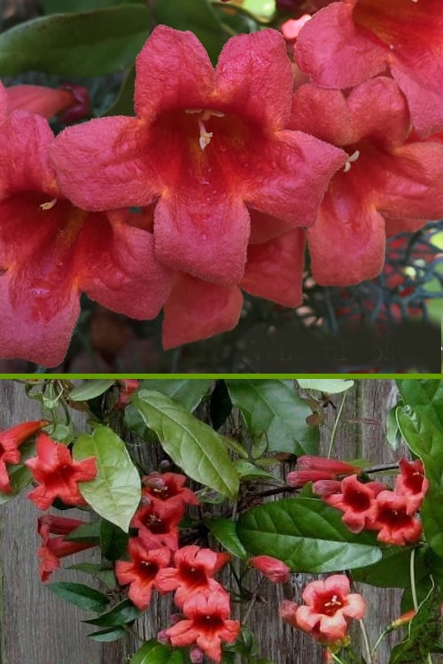  Shalimar Red Crossvine - Bignonia Capreolata - 3 Gallon Pot