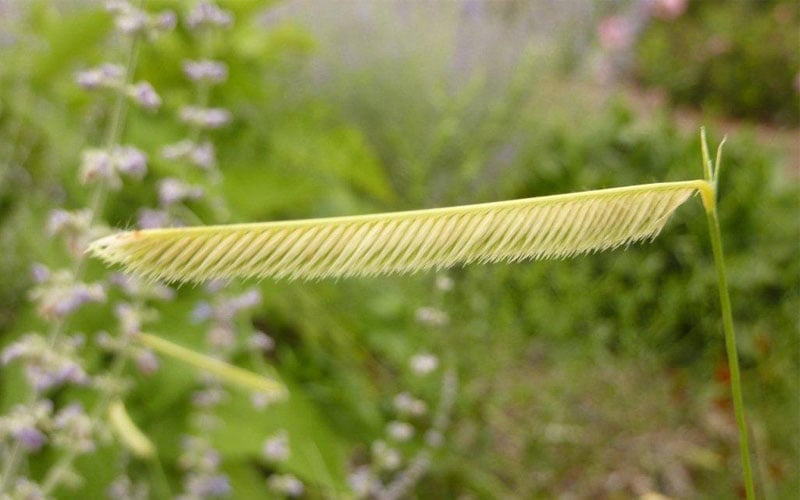 Blonde Ambition Blue Grama Grass (Bouteloua Gracilis) - 1 Gallon Pot