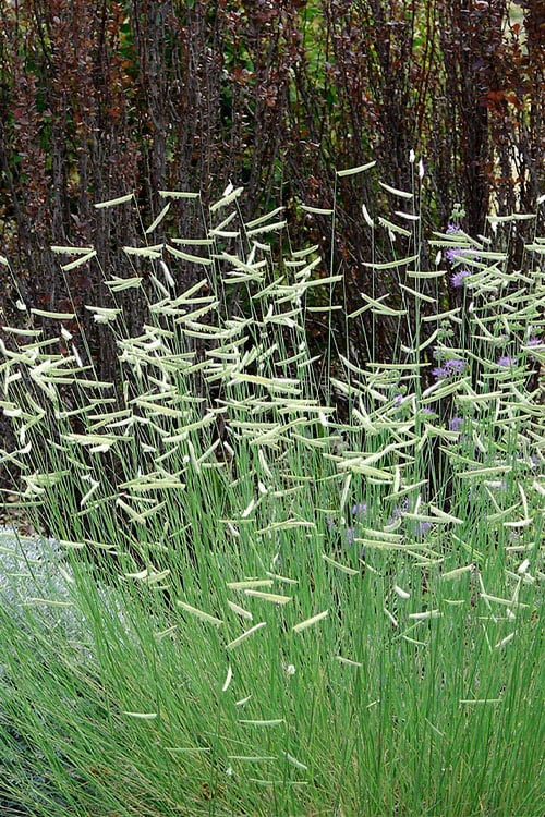  Blonde Ambition Blue Grama Grass (Bouteloua Gracilis) - 1 Gallon Pot