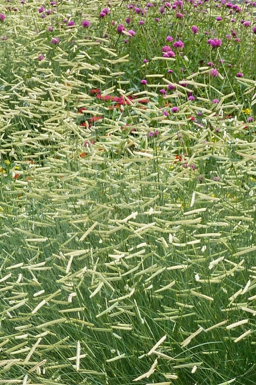  Blonde Ambition Blue Grama Grass (Bouteloua Gracilis) - 1 Gallon Pot