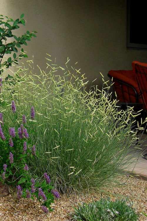  Blonde Ambition Blue Grama Grass (Bouteloua Gracilis) - 1 Gallon Pot