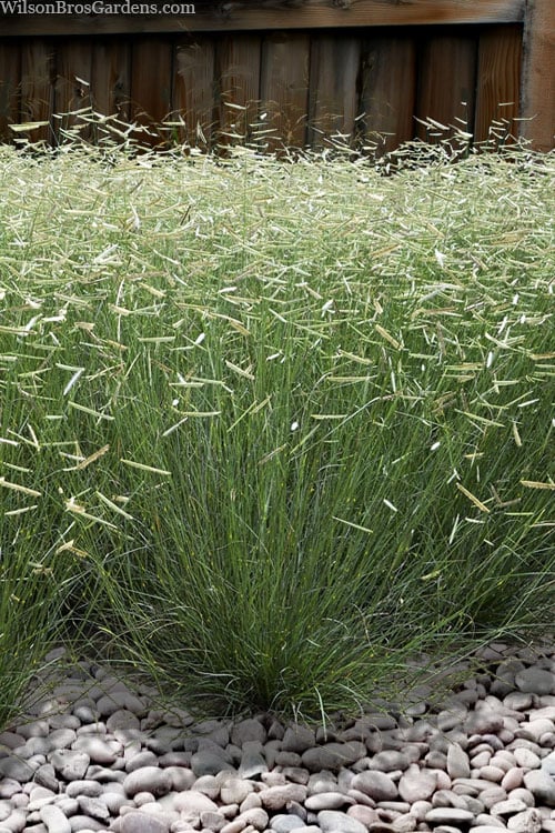  Blonde Ambition Blue Grama Grass (Bouteloua Gracilis) - 1 Gallon Pot
