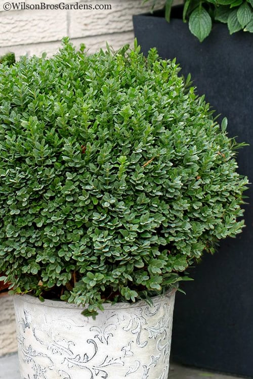  Korean Dwarf Boxwood - Buxus Sinica Var. Insularis 'Nana' - 1 Gallon Pot