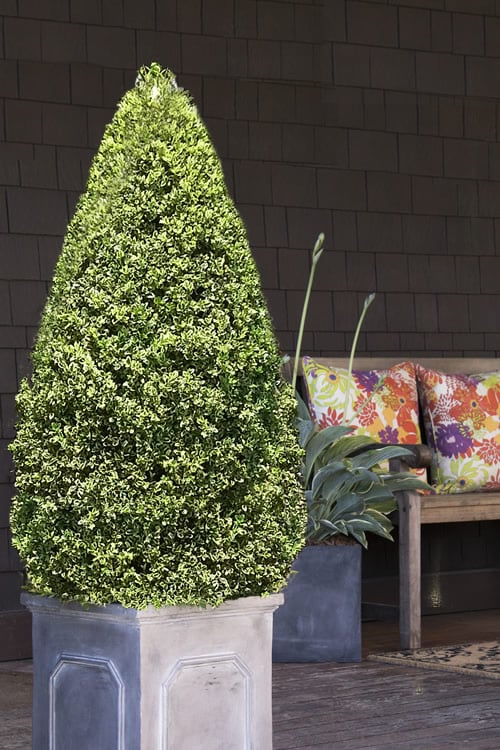  Variegated Boxwood (Buxus Sempervirens 'Aureovariegata') - 2 Gallon Pot - SALE 