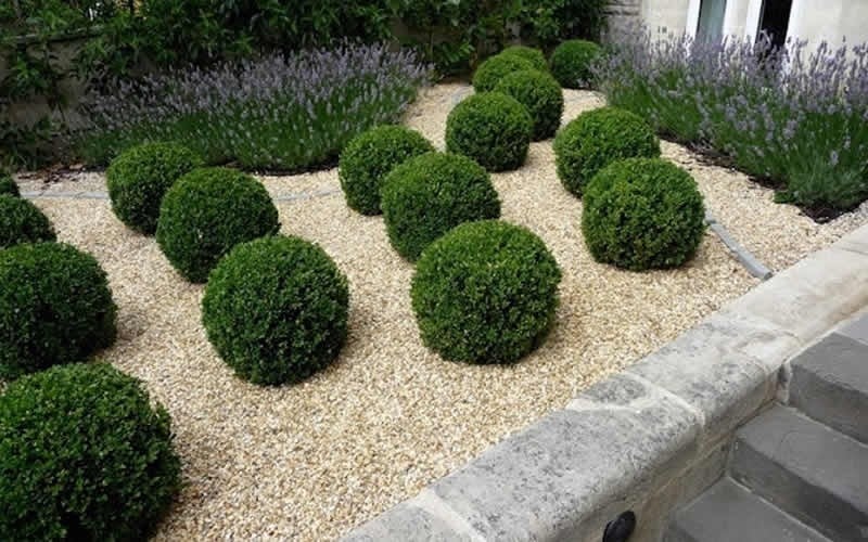  Baby Gem Boxwood - 1 Gallon Pot