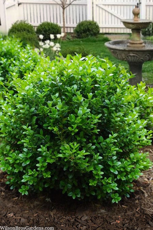  Little Missy Dwarf Boxwood - 1 Gallon Pot