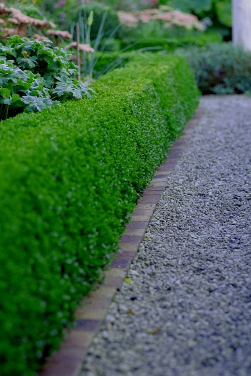  Little Missy Dwarf Boxwood - 2.5 Gallon Pot 