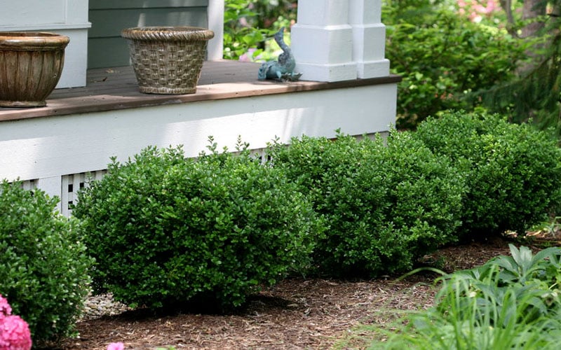  Little Missy Dwarf Boxwood - 1 Gallon Pot