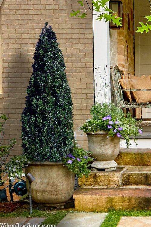  Arctic Emerald Columnar Boxwood - 1 Gallon Pot