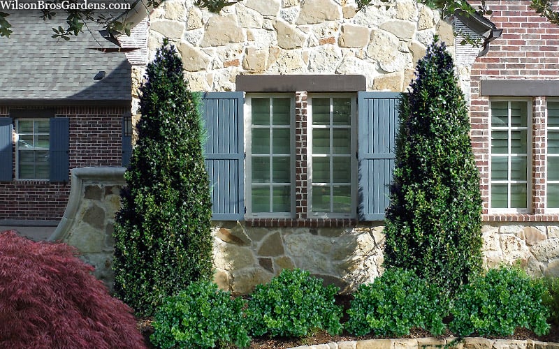  Arctic Emerald Columnar Boxwood - 1 Gallon Pot