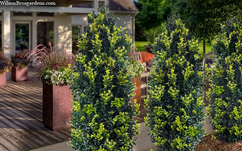  Arctic Emerald Columnar Boxwood - 1 Gallon Pot