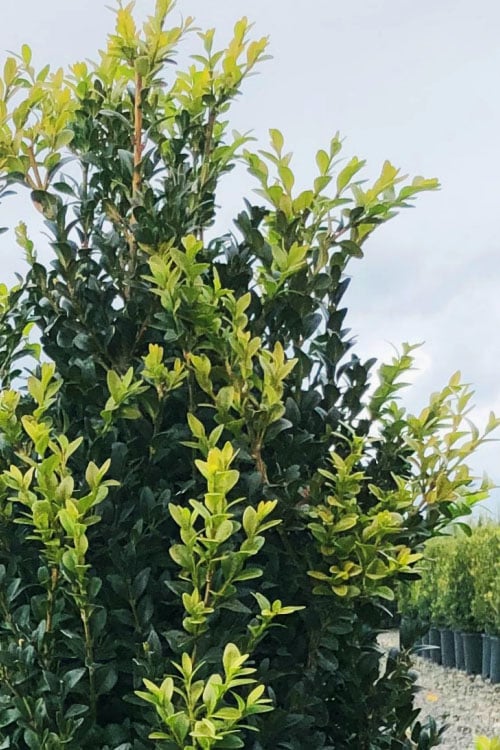  Arctic Emerald Columnar Boxwood - 1 Gallon Pot