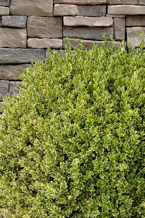  Variegated Boxwood (Buxus Sempervirens 'Aureovariegata') - 2 Gallon Pot - SALE 
