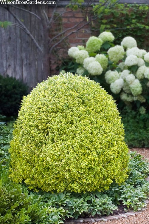  Variegated Boxwood (Buxus Sempervirens 'Aureovariegata') - 2 Gallon Pot - SALE 