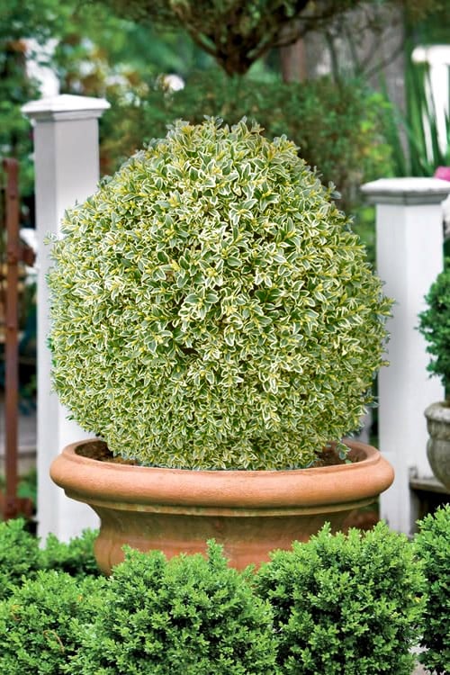  Elegans Variegated Boxwood - Buxus Sempervirens 'Elegantissima' - 6 Pack Of 1 Gallon Pots