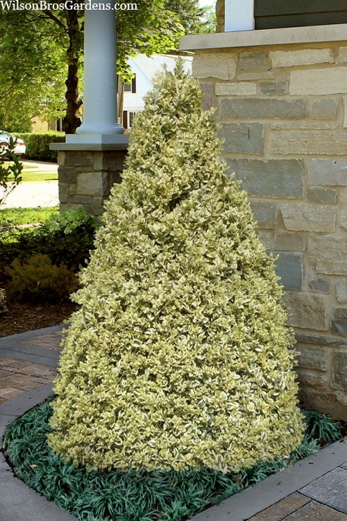  Elegans Variegated Boxwood - Buxus Sempervirens 'Elegantissima' - 6 Pack Of 1 Gallon Pots