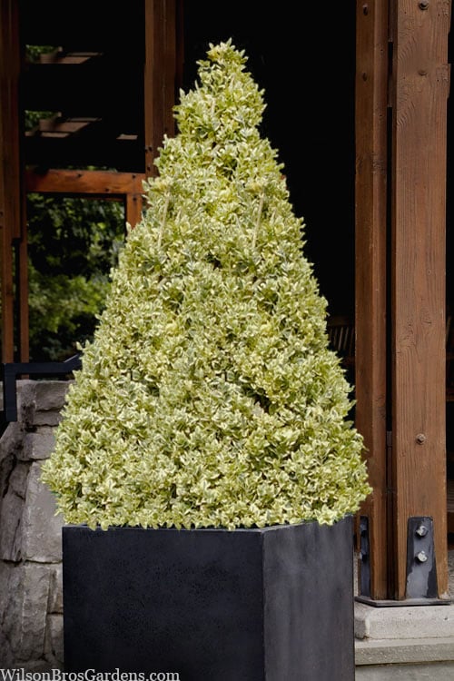  Elegans Variegated Boxwood - Buxus Sempervirens 'Elegantissima' - 6 Pack Of 1 Gallon Pots