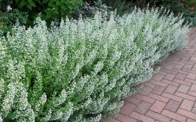  White Cloud Calamint - 1 Gallon Pot