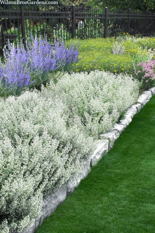  White Cloud Calamint - 1 Gallon Pot