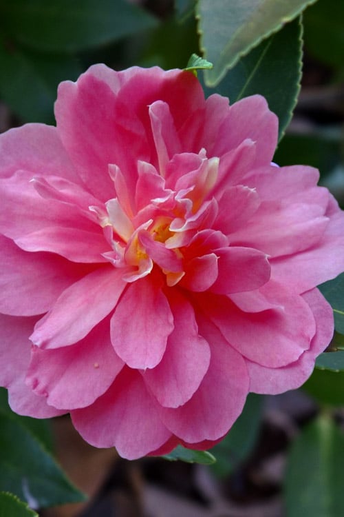  Autumn Spirit Camellia - Hybrid - 3 Gallon Pot