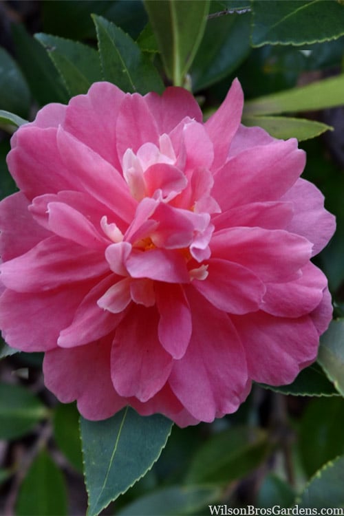  Autumn Spirit Camellia - Hybrid - 3 Gallon Pot