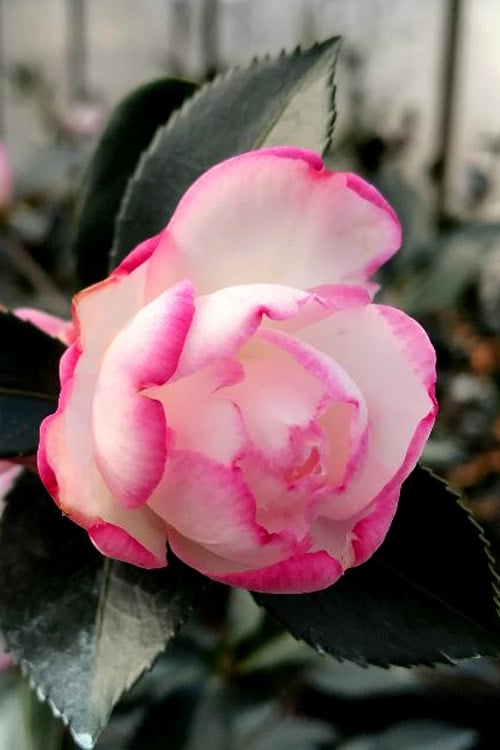  Bob's Supreme Camellia - 1 Gallon Pot