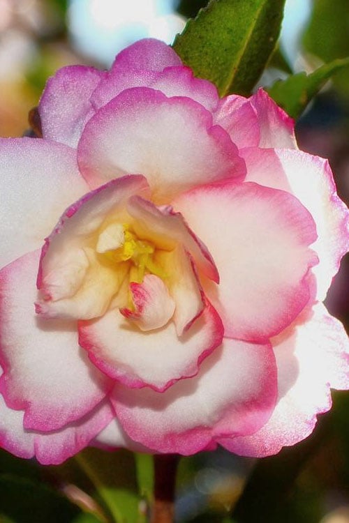  Bob's Supreme Camellia - 1 Gallon Pot