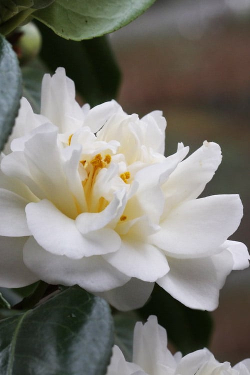  Cream Puff Fragrant Camellia - 3 Gallon Pot