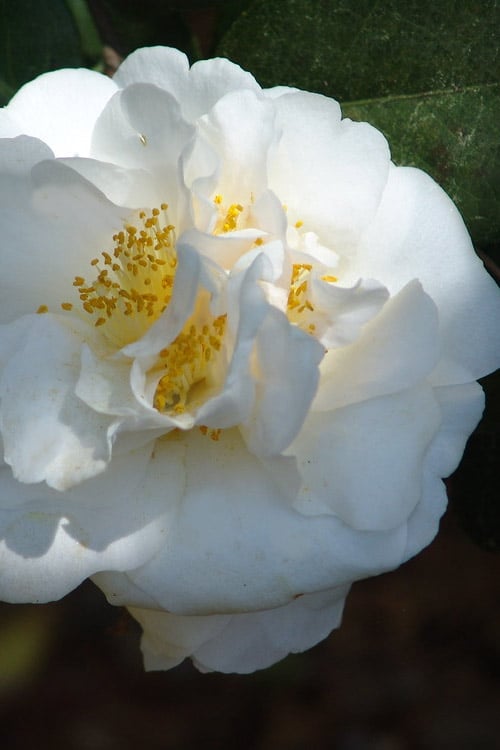  Cream Puff Fragrant Camellia - 3 Gallon Pot