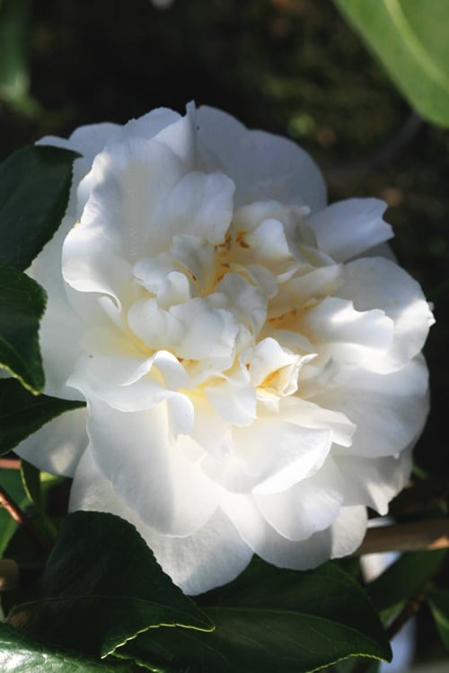  Cream Puff Fragrant Camellia - 3 Gallon Pot