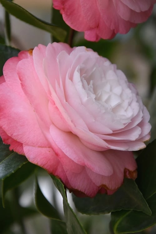  Desire Camellia Japonica - 1 Gallon Pot